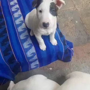 2 Bull terrier Puppies x WhatsApp me : +971 58 208 8241 | PostAds PH