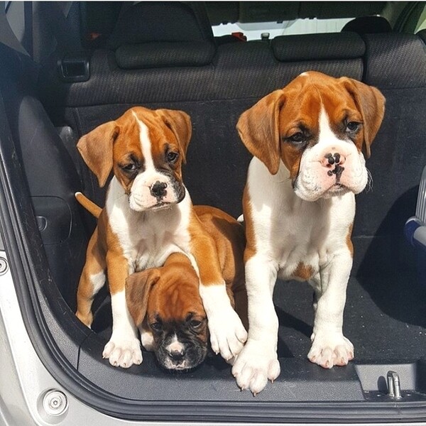  4 Boxer Puppies x  WhatsApp me : +971 58 208 8241