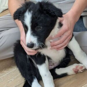 2 Border Collie pups X WhatsApp me : +971 58 208 824 | PostAds PH