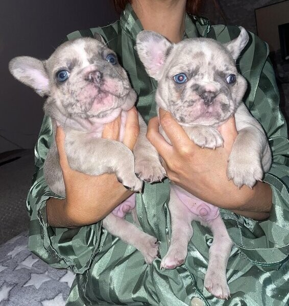 French Bulldog (Mia and Spotty)