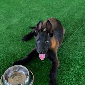 2 Belgian malinois puppiS WhatsApp me : +971 58 208 8241 | PostAds PH