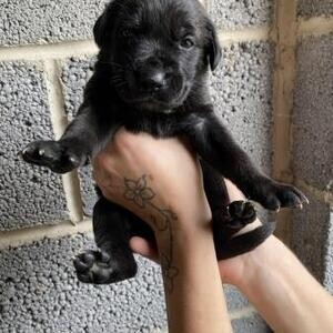 Champion Cane Corso Puppy | PostAds PH