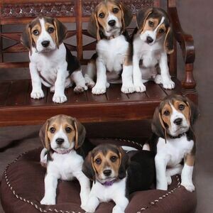 4 Beagle Puppies WhatsApp me : +971 58 208 8241 | PostAds PH