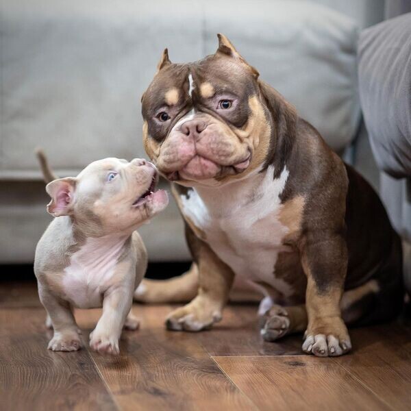 5 American Bully puppies   WhatsApp me : +971 58 208 8241