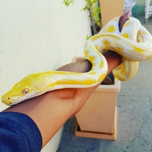 Albino Python snakes WhatsApp me : +971 58 208 8241 | PostAds PH