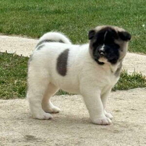 3 Akita Puppies WhatsApp me : +971 58 208 8241 | PostAds PH