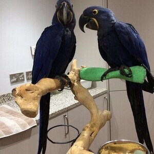 two Hyacinth Parrots WhatsApp me : +971 58 208 8241 | PostAds PH