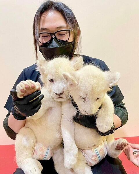 2 Lion Cubs   WhatsApp me : +971 58 208 8241