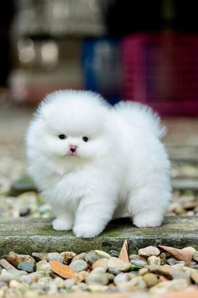   4 Pomeranian puppies available    WhatsApp me : +971 58 208 8241