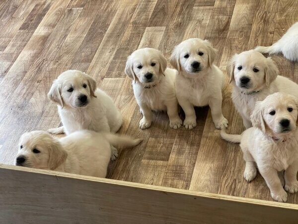 Golden Retriever Puppies