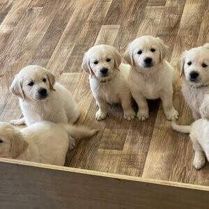 Golden Retriever Puppies | PostAds PH