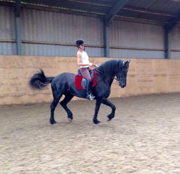   2 Friesian Horse    WhatsApp me : +971 58 208 8241