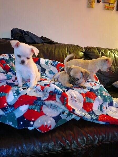 Apple head Chihuahuas