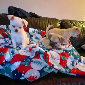 Apple head Chihuahuas | PostAds PH
