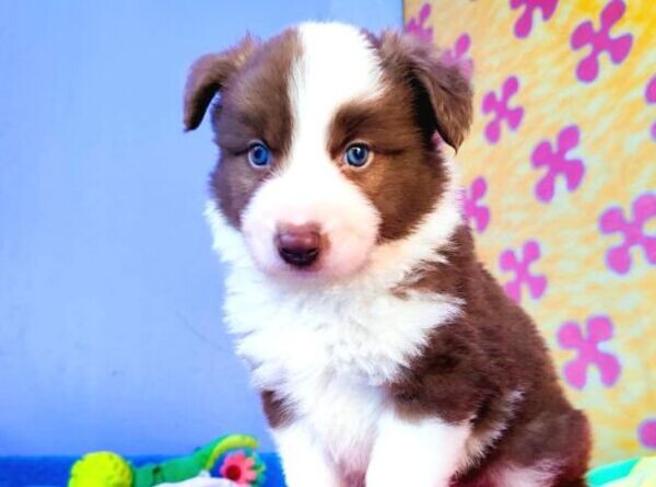 border collie puppys