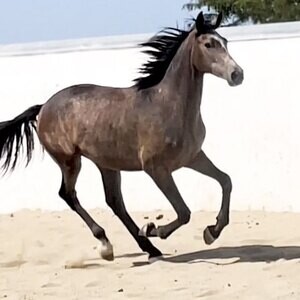Pure white Arabian Mare! WhatsApp me : +971 58 208 8241 | PostAds PH