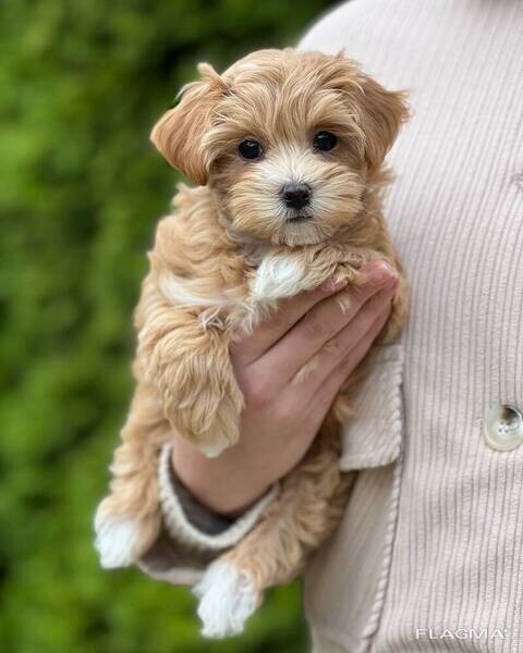 3 Maltipoo Puppies     WhatsApp me : +971 58 208 8241