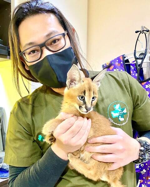 3  Caracal Kittens    WhatsApp me : +971 58 208 8241