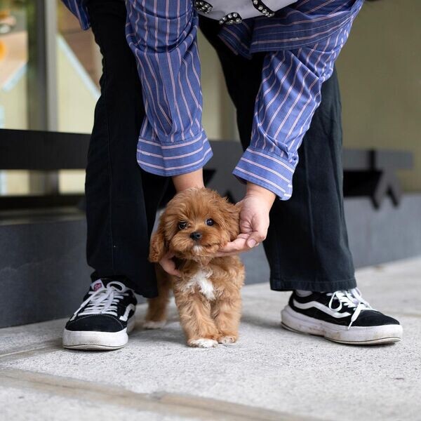  2 Poodle puppies   WhatsApp me : +971 58 208 8241