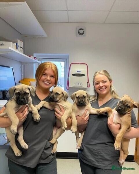   4 Boerboel Puppies    WhatsApp me : +971 58 208 8241