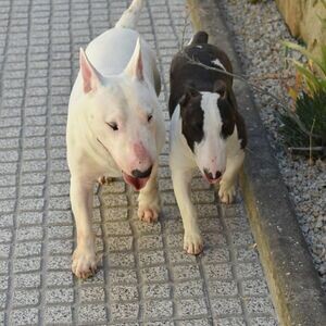 Miniature bull terrier Puppies WhatsApp me : +971 58 208 8241 | PostAds PH