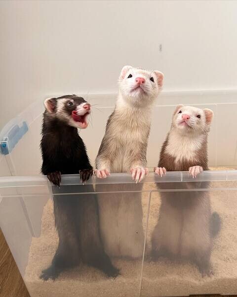 ferrets for Adoption   WhatsApp me : +971 58 208 8241