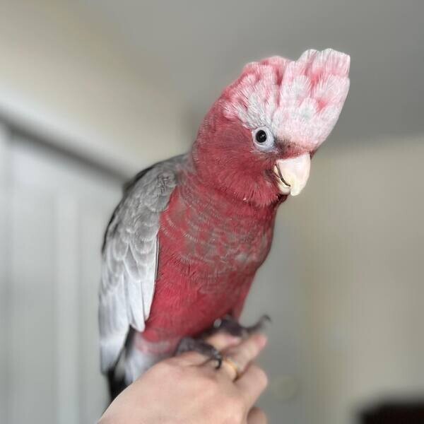  Galah Cockatoo Parrots    WhatsApp me : +971 58 208 8241