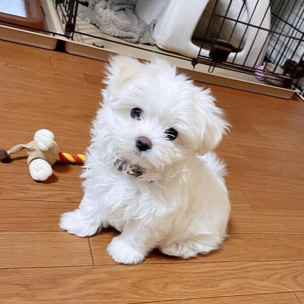 11 weeks old Maltese puppies avaliable