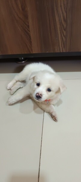 2 month old puppy of Pomeranian breed with white colour in lite golden 