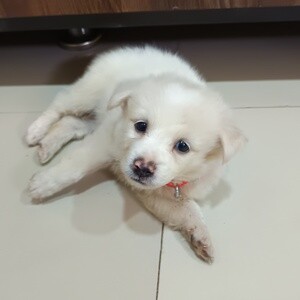 2 month old puppy of Pomeranian breed with white colour in lite golden | PostAds PH