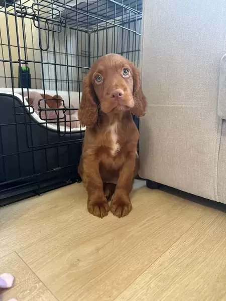 We are unfortunately selling our beautiful Red working cocker spaniel 