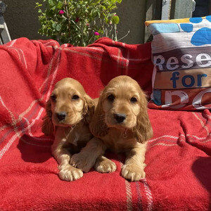 Cockalier Puppies For Sale |...viber :+639463422605) | PostAds PH