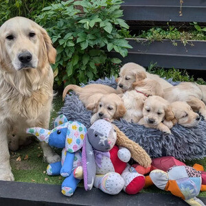 Golden Retriever Puppies For Salee...viber :+639463422605) | PostAds PH