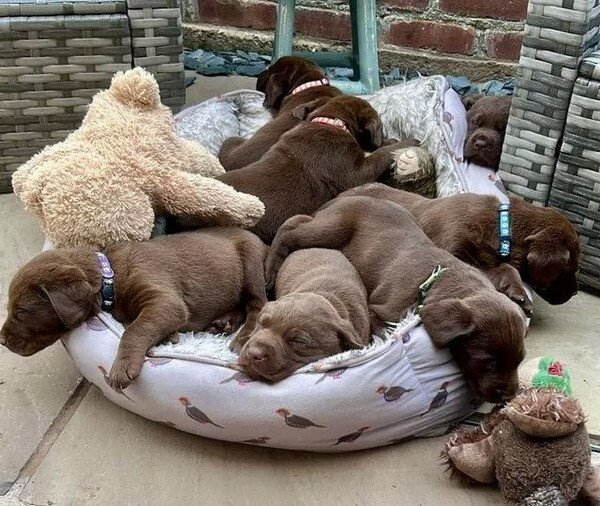 Labrador Retriever Puppies For Sale...viber :+639463422605)