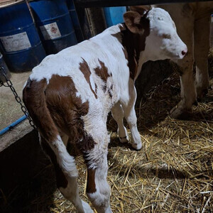 Montbeliard female calf...viber :+639463422605) | PostAds PH