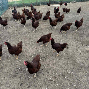 Fresh eggs for incubation...viber :+639463422605) | PostAds PH
