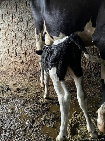 Female calf for sale...viber :+639463422605)