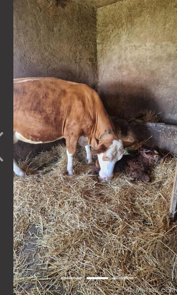 Cows are being shot....viber :+639463422605)