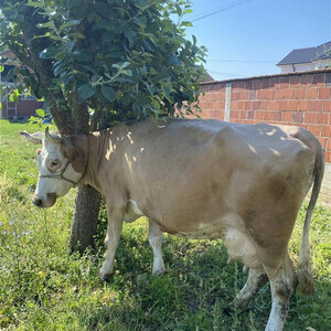 Dairy cow for sale...viber :+639463422605) | PostAds PH