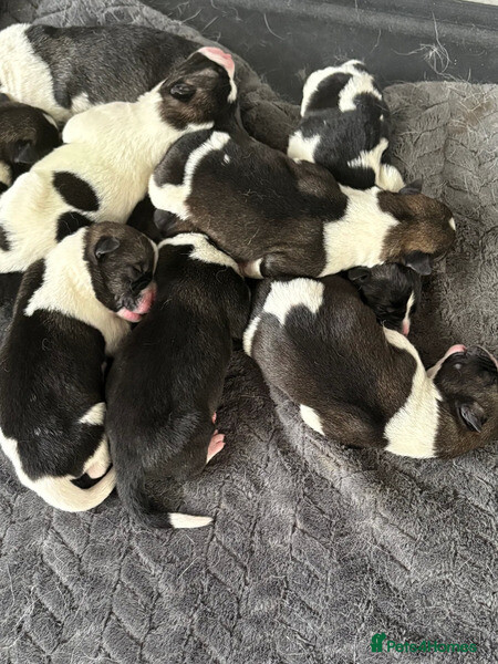 Akita pups Ready to leave 2nd August...viber :+639463422605)