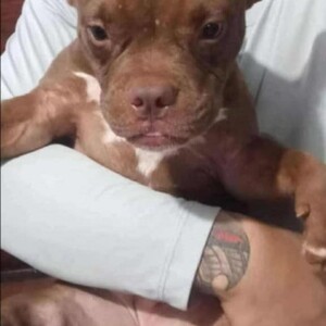 Micro Nano Bully | PostAds PH