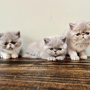 Persian kitten...viber :+639463422605) | PostAds PH
