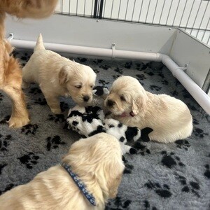 KC reg. Golden Retriever Puppies for sale....viber :+639463422605) | PostAds PH
