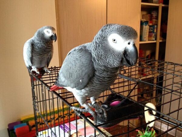 Talking and Singing African Grey Parrots...viber :+639463422605)
