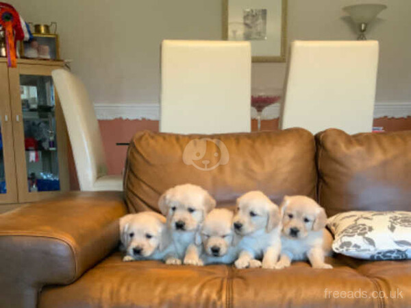 Golden Retriever puppies...viber :+639463422605)