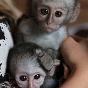 Pygmy Marmoset and capuchin Monkeys....viber :+639463422605) | PostAds PH