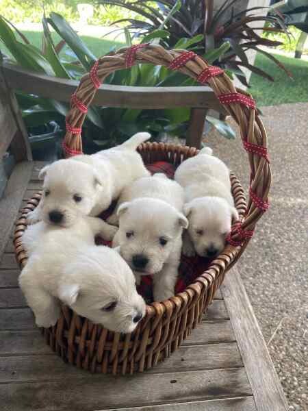 West highland terrier puppies for adoption sale
