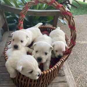West highland terrier puppies for adoption sale | PostAds PH