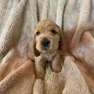 Cocker spaniel puppies available for adoption sale... | PostAds PH