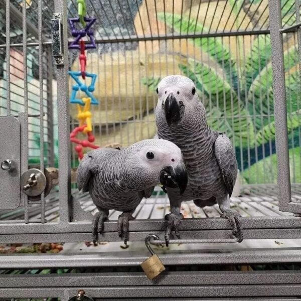 Bonded African Grey Parrots with Cage...viber :+639463422605)